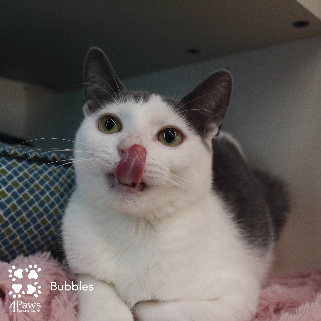 Bubbles London (sister of Buttercup and Blossom)