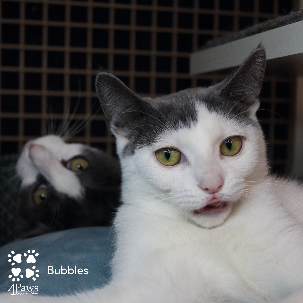 Bubbles London (sister of Buttercup and Blossom)