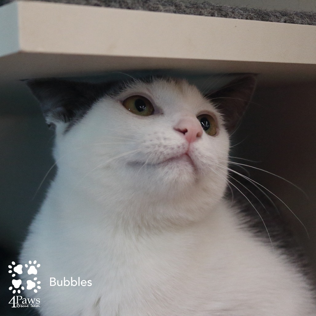 Bubbles London (sister of Buttercup and Blossom)