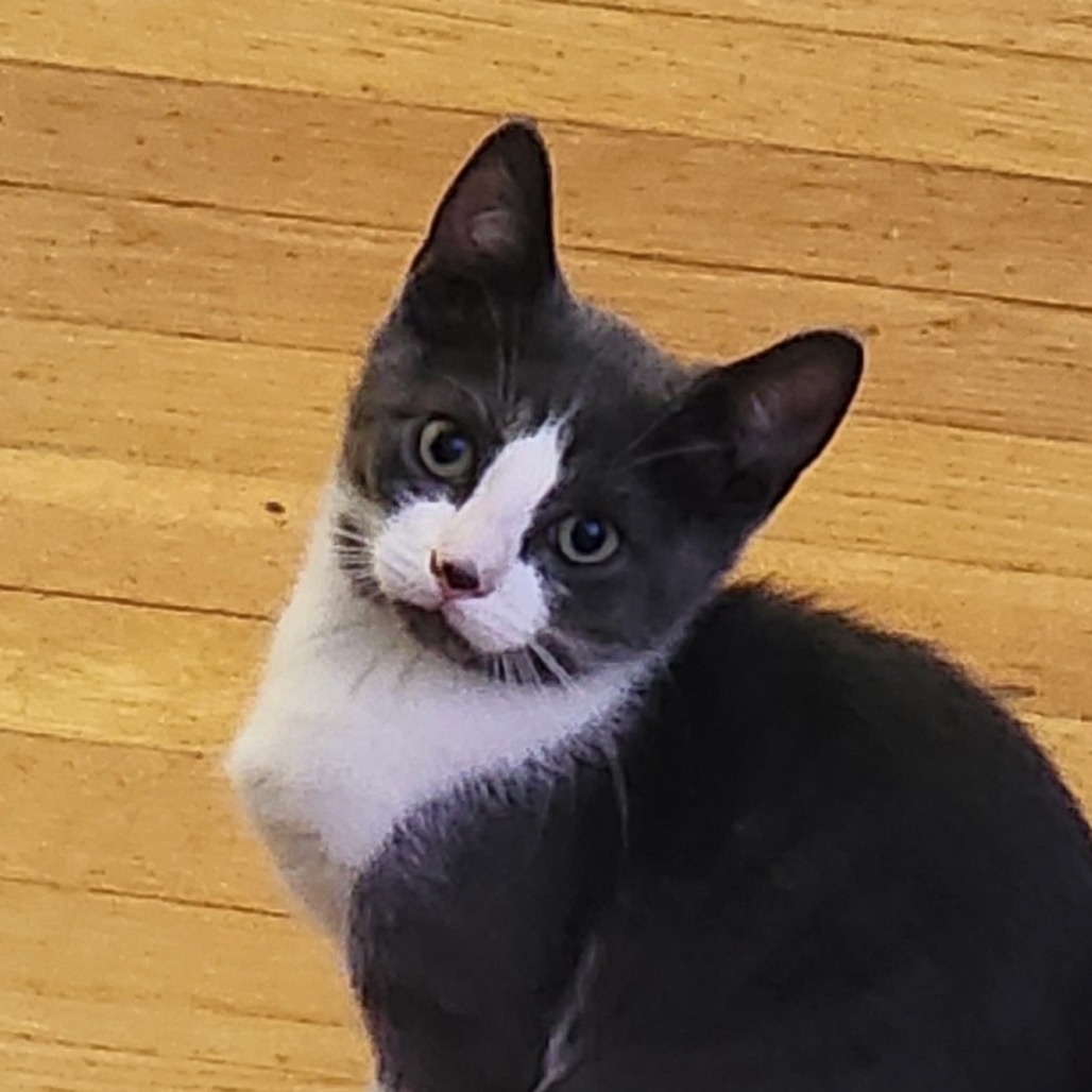 Blossom London (sister of Buttercup and Bubbles)