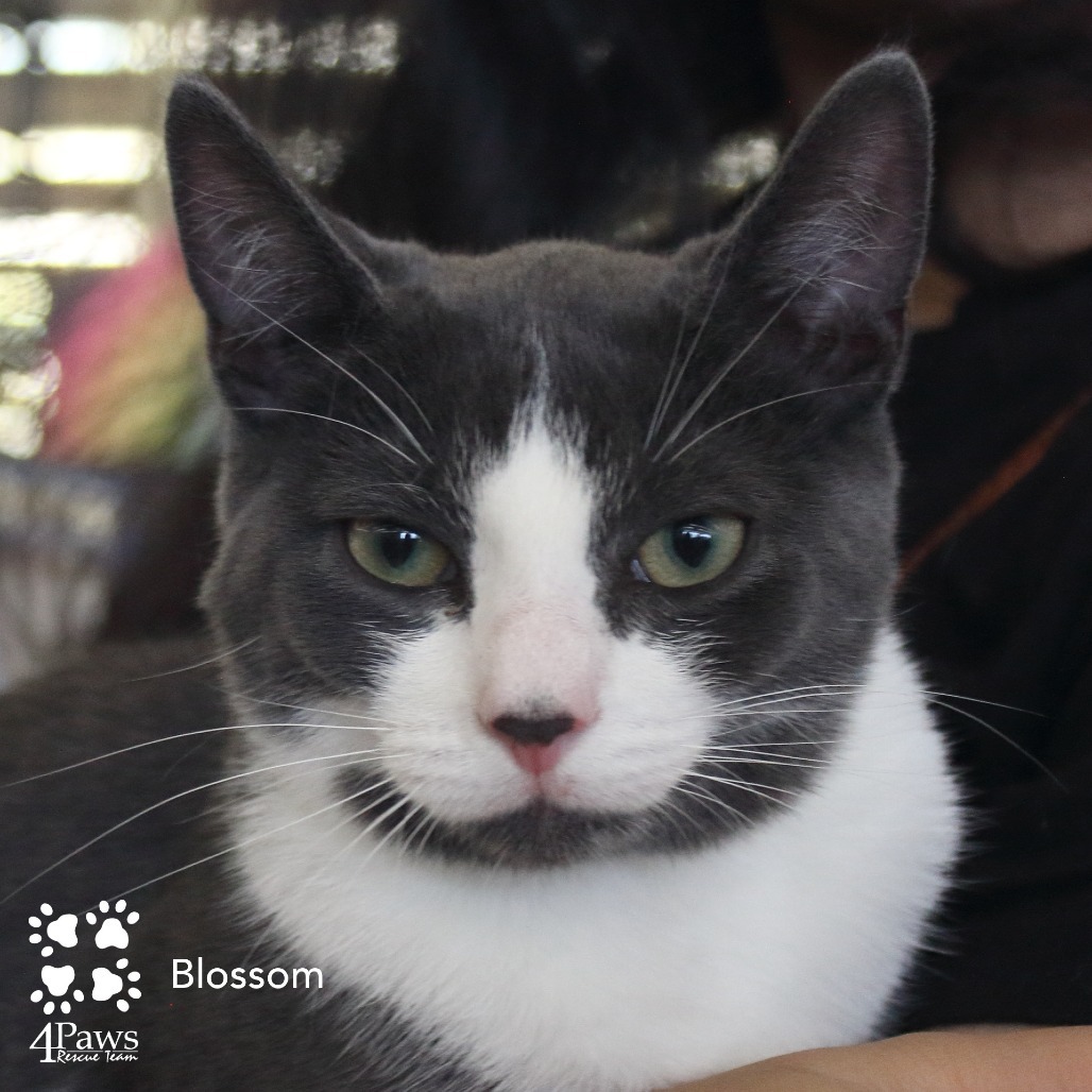 Blossom London (sister of Buttercup and Bubbles)