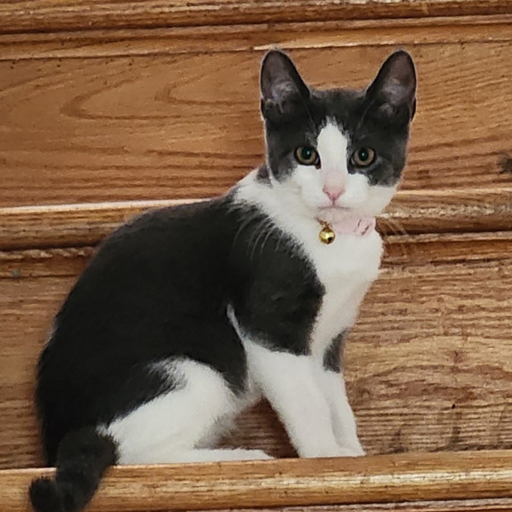Buttercup London (sister of Blossom and Bubbles)