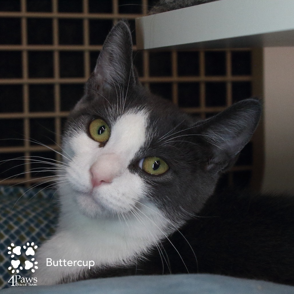Buttercup London (sister of Blossom and Bubbles)