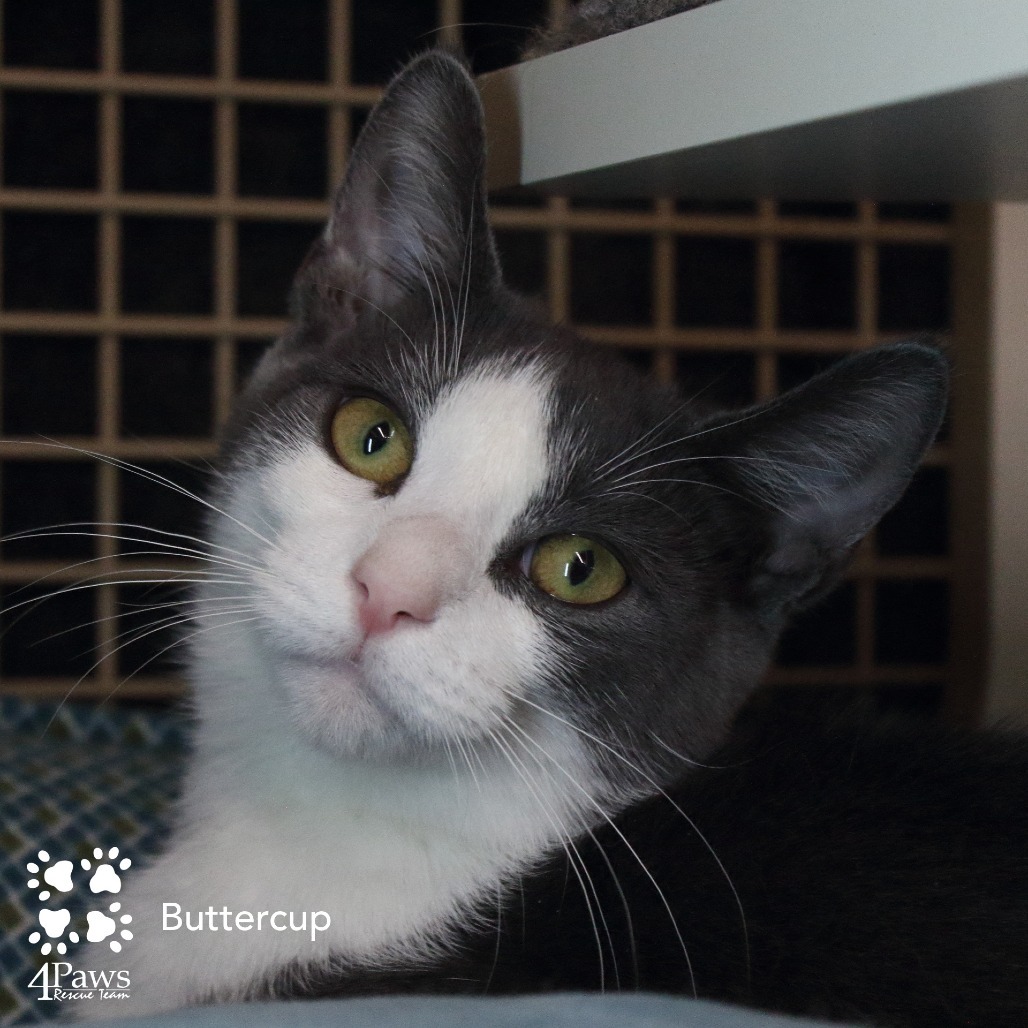 Buttercup London (sister of Blossom and Bubbles)