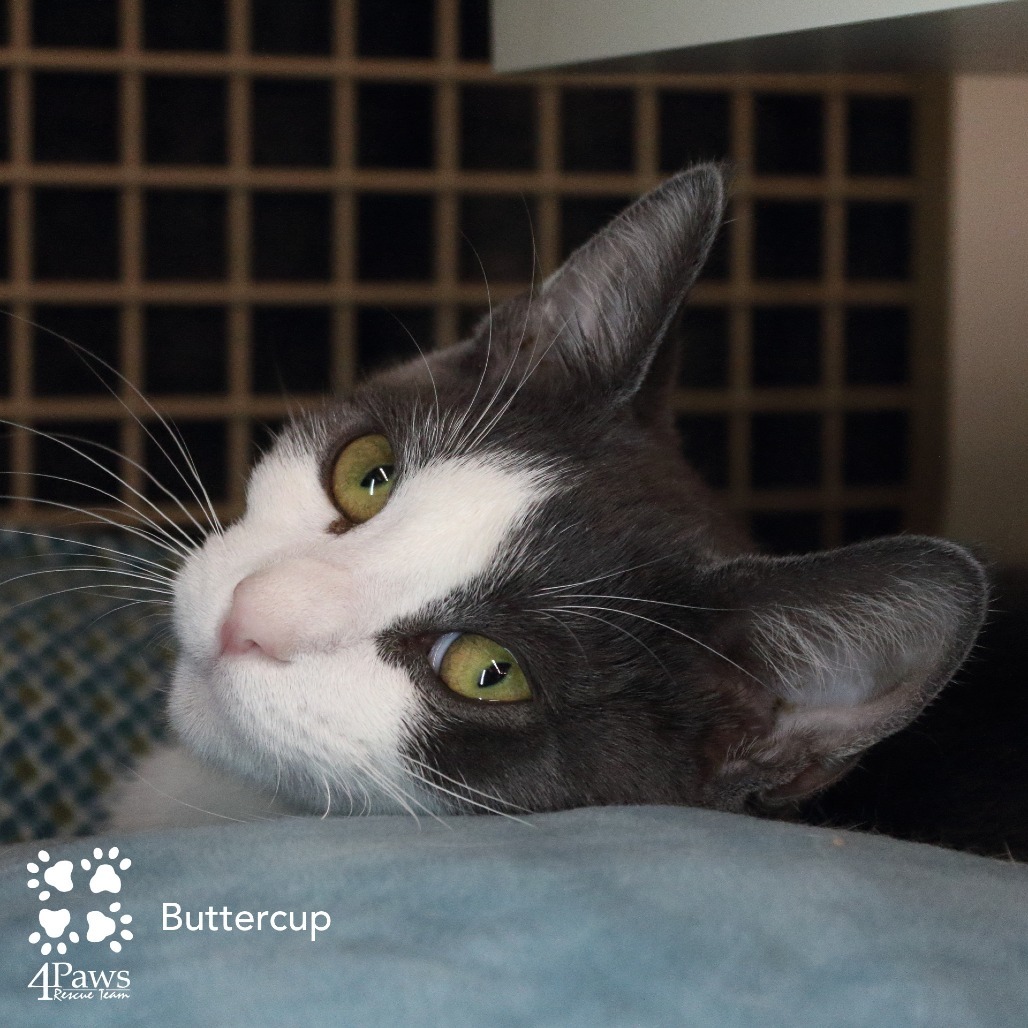 Buttercup London (sister of Blossom and Bubbles)