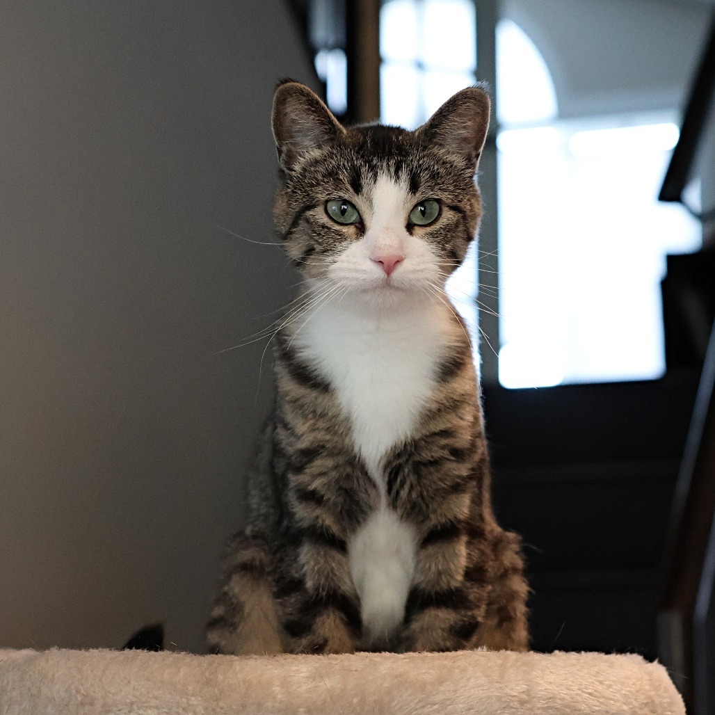 Momma Fluffy, an adoptable Domestic Short Hair in Calgary, AB, T3C 1W4 | Photo Image 1