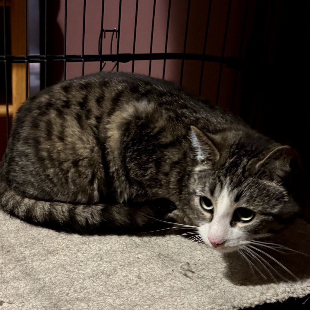 Momma Fluffy, an adoptable Domestic Short Hair in Calgary, AB, T3C 1W4 | Photo Image 2