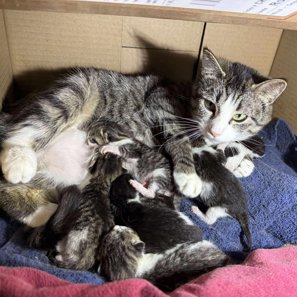 Momma Fluffy