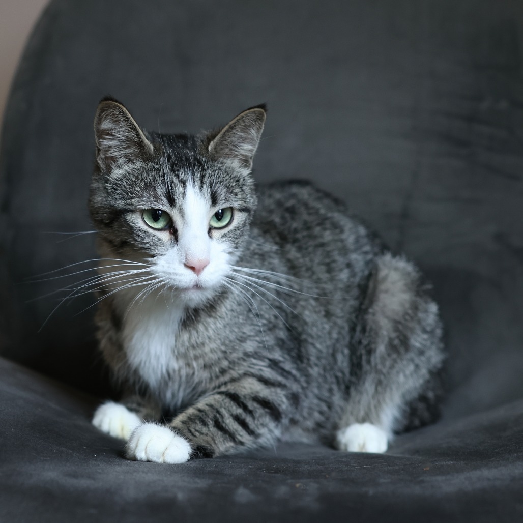 Momma Fluffy, an adoptable Domestic Short Hair in Calgary, AB, T3C 1W4 | Photo Image 4