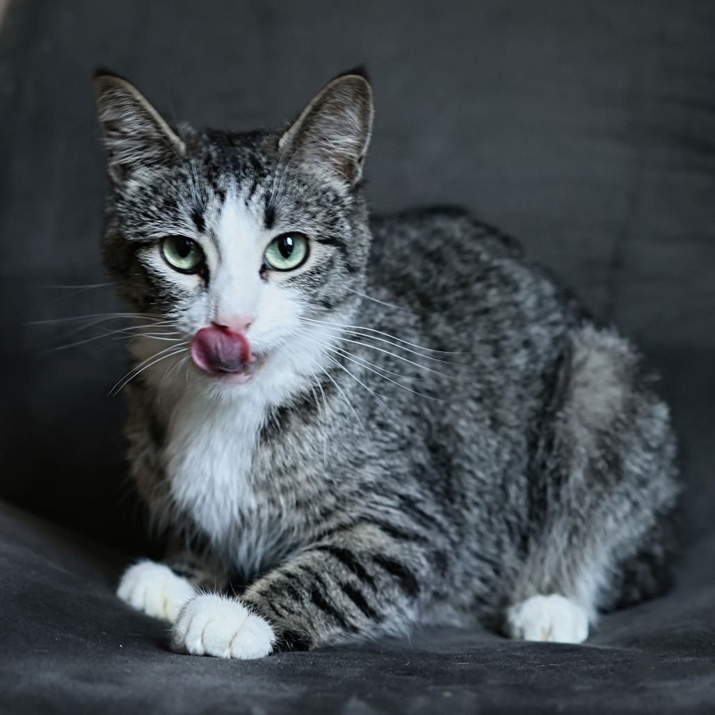 Momma Fluffy, an adoptable Domestic Short Hair in Calgary, AB, T3C 1W4 | Photo Image 5