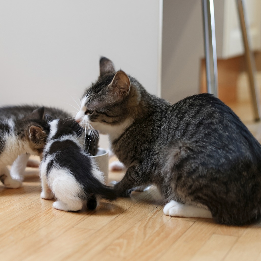Momma Fluffy, an adoptable Domestic Short Hair in Calgary, AB, T3C 1W4 | Photo Image 6