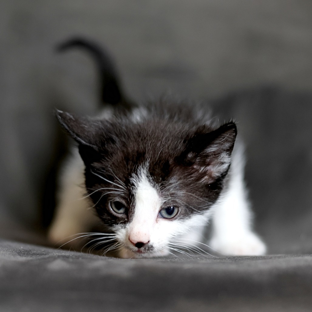 Finley, an adoptable Domestic Short Hair in Calgary, AB, T3C 1W4 | Photo Image 2