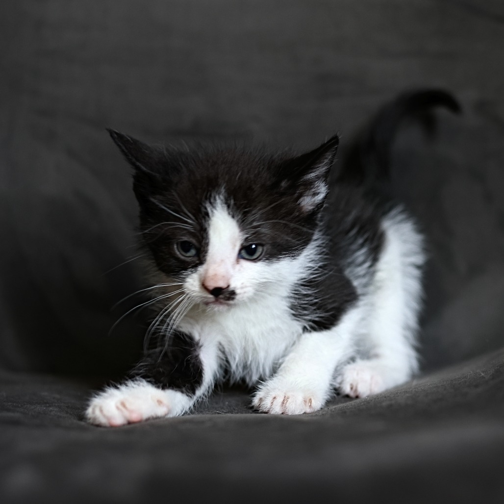 Finley, an adoptable Domestic Short Hair in Calgary, AB, T3C 1W4 | Photo Image 3
