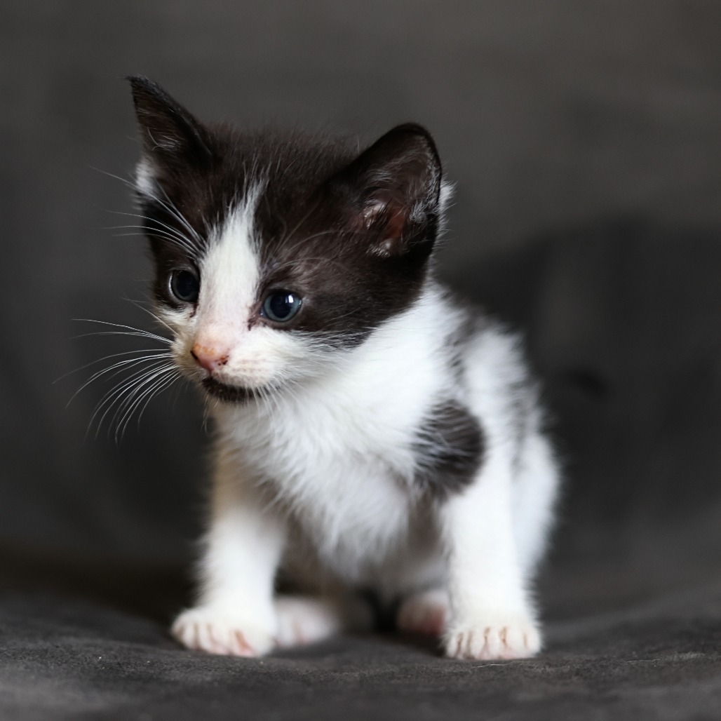 Frankie