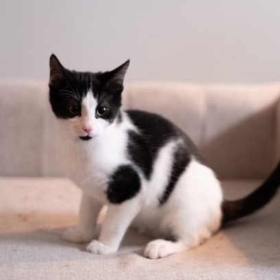 Frankie, an adoptable Domestic Short Hair in Calgary, AB, T3C 1W4 | Photo Image 1