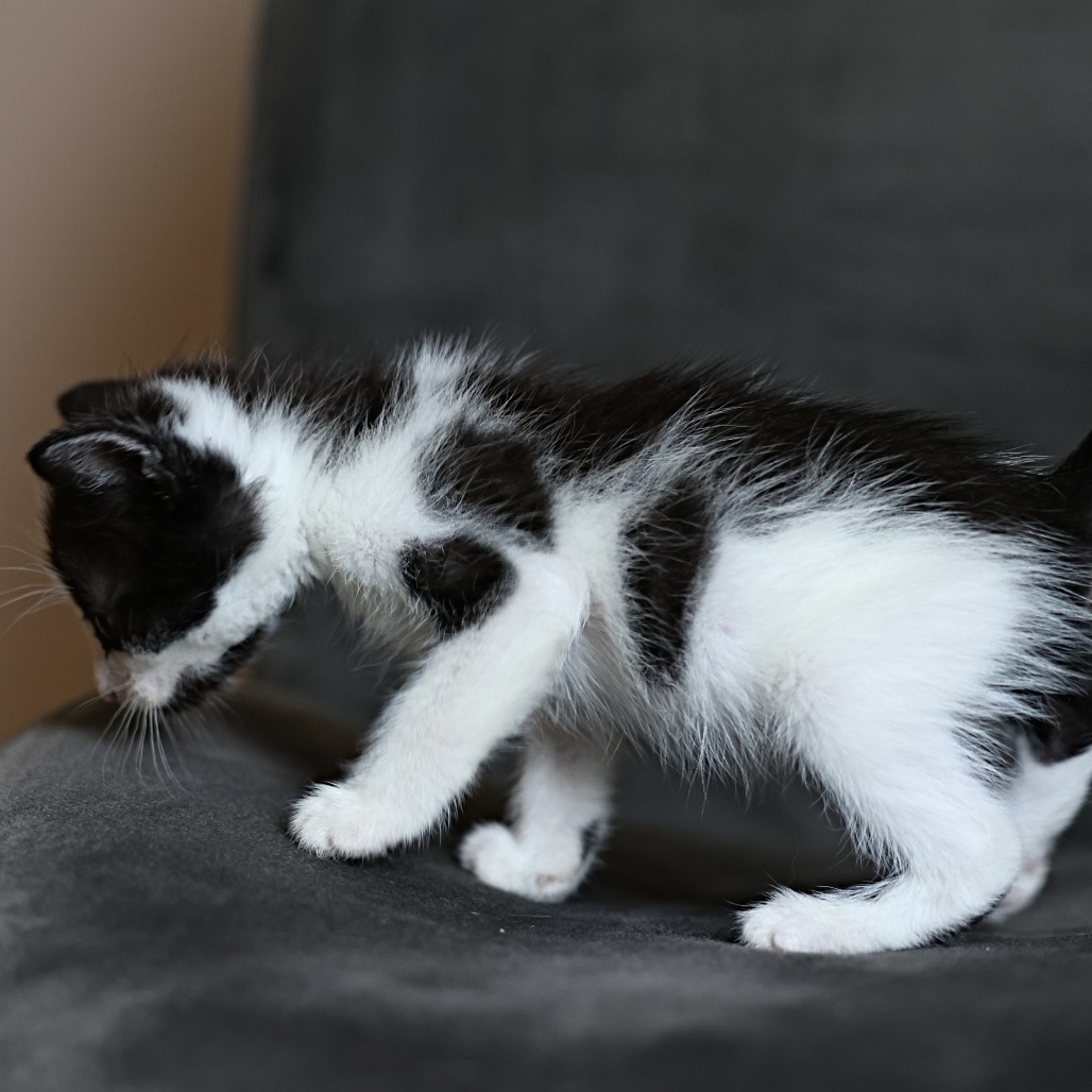 Frankie, an adoptable Domestic Short Hair in Calgary, AB, T3C 1W4 | Photo Image 2