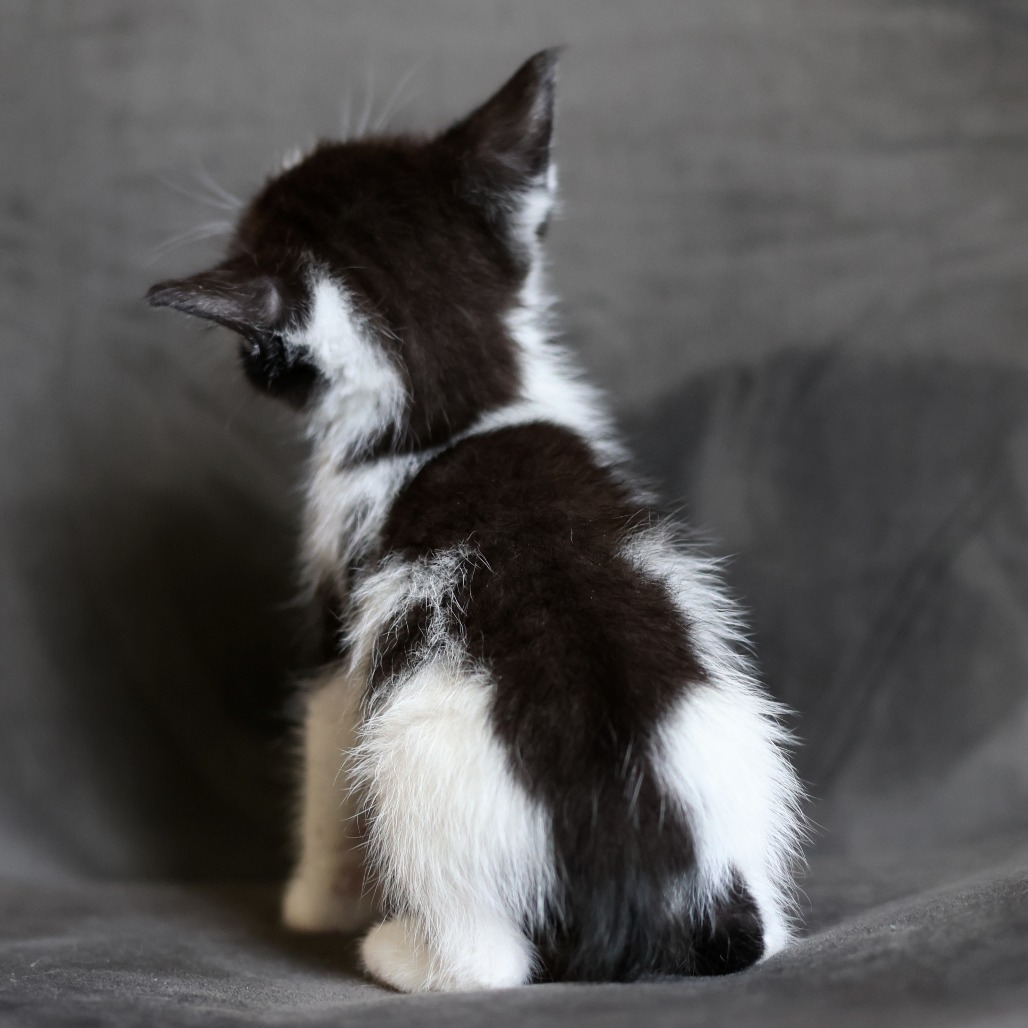 Frankie, an adoptable Domestic Short Hair in Calgary, AB, T3C 1W4 | Photo Image 3