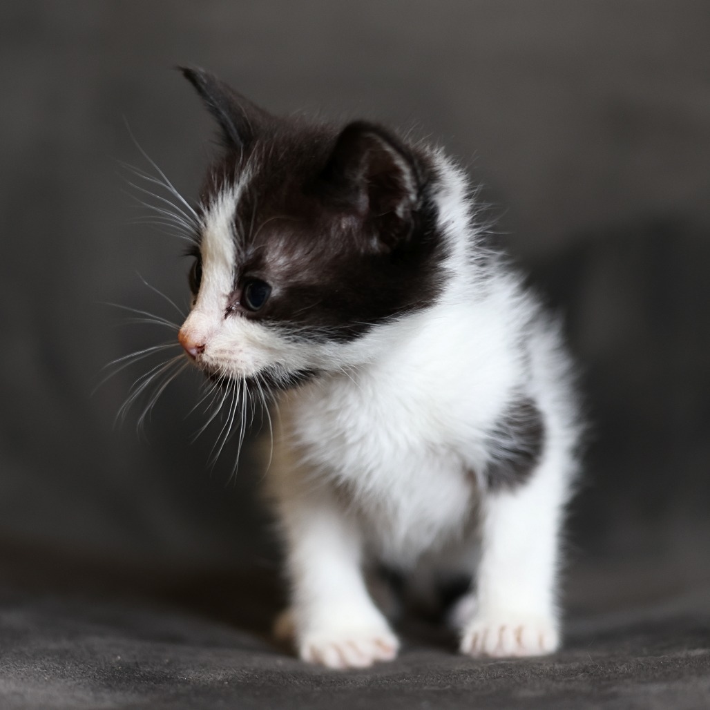 Frankie, an adoptable Domestic Short Hair in Calgary, AB, T3C 1W4 | Photo Image 4
