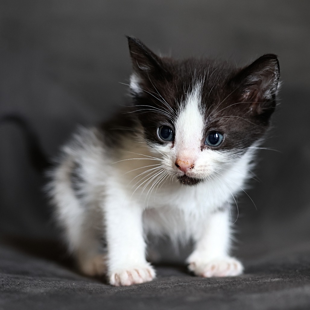 Frankie, an adoptable Domestic Short Hair in Calgary, AB, T3C 1W4 | Photo Image 6