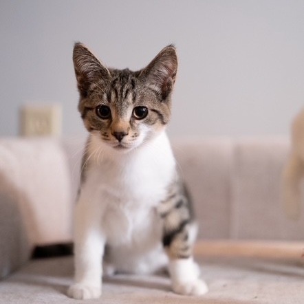 Flynn, an adoptable Domestic Short Hair in Calgary, AB, T3C 1W4 | Photo Image 1