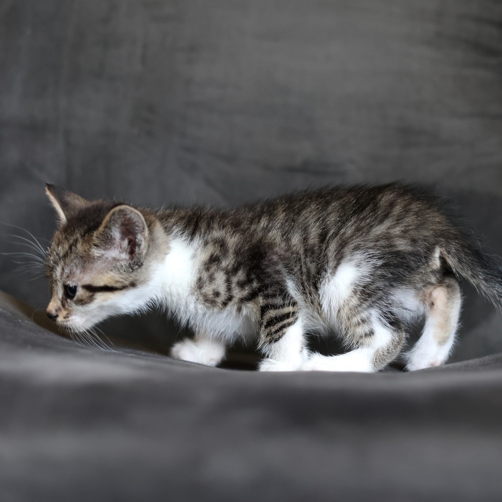 Flynn, an adoptable Domestic Short Hair in Calgary, AB, T3C 1W4 | Photo Image 2