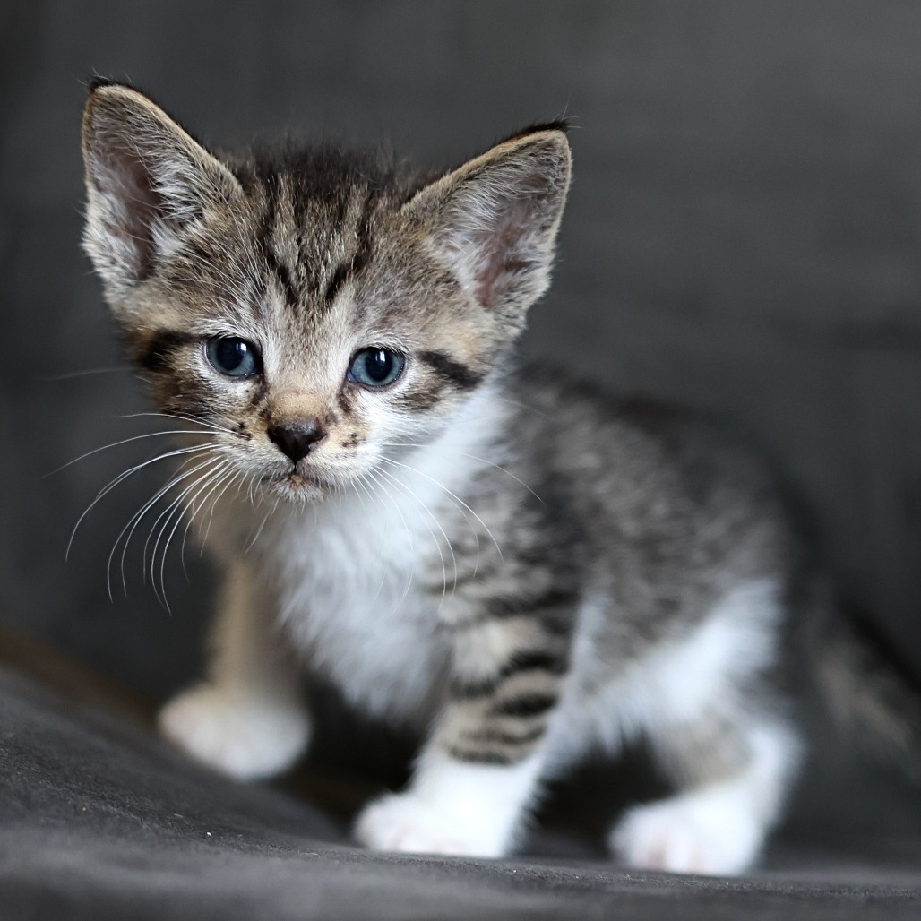 Flynn, an adoptable Domestic Short Hair in Calgary, AB, T3C 1W4 | Photo Image 3