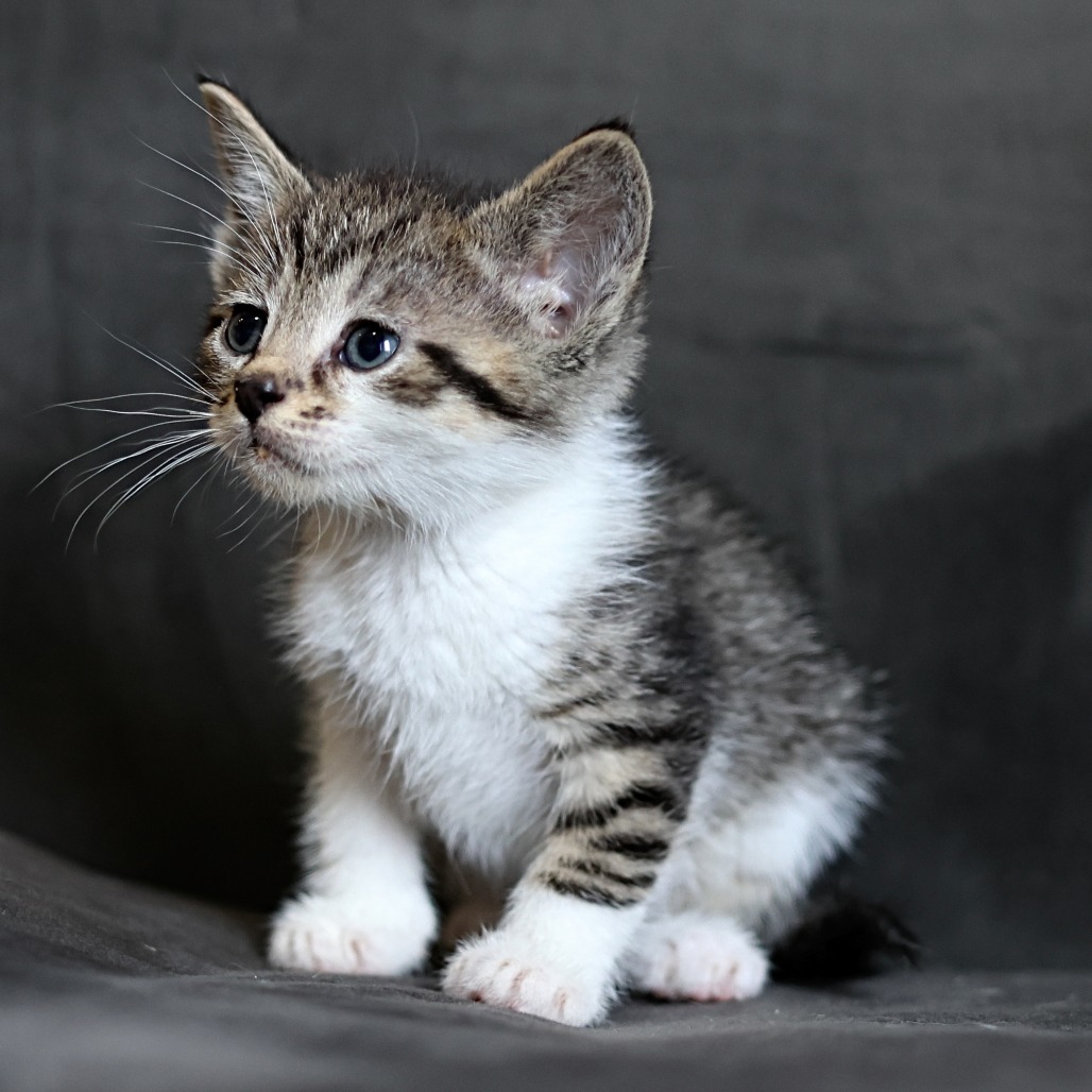 Flynn, an adoptable Domestic Short Hair in Calgary, AB, T3C 1W4 | Photo Image 4