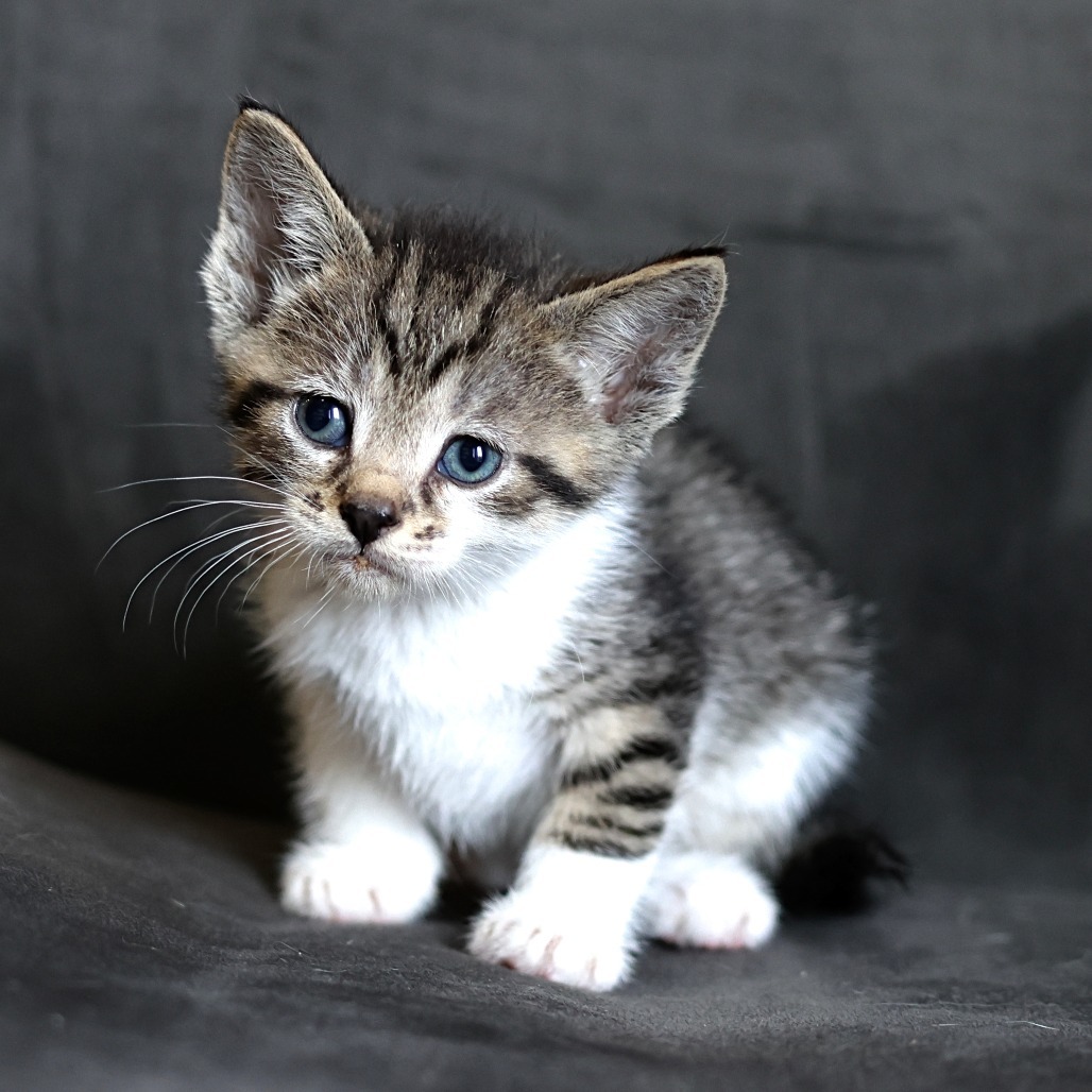 Flynn, an adoptable Domestic Short Hair in Calgary, AB, T3C 1W4 | Photo Image 5