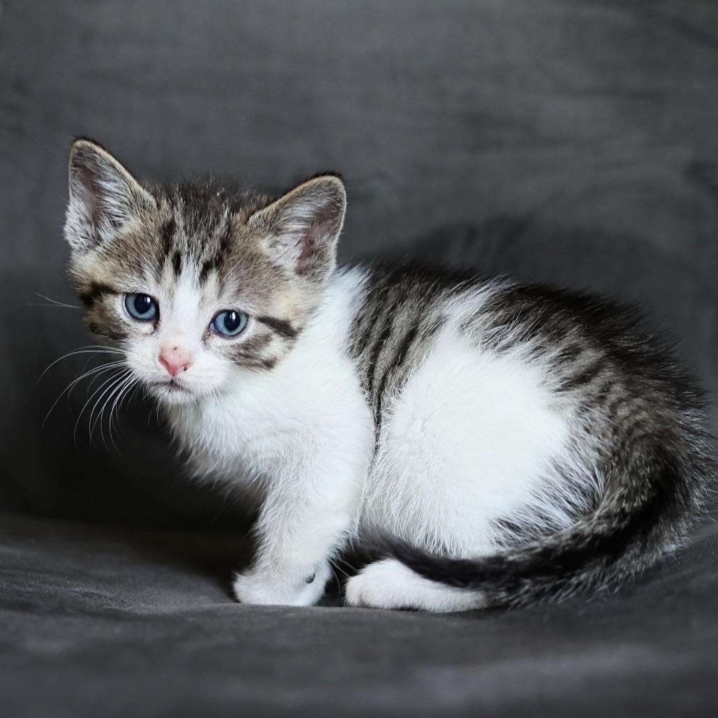 Fergus
