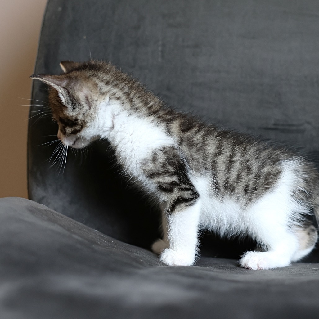 Fergus, an adoptable Domestic Short Hair in Calgary, AB, T3C 1W4 | Photo Image 2