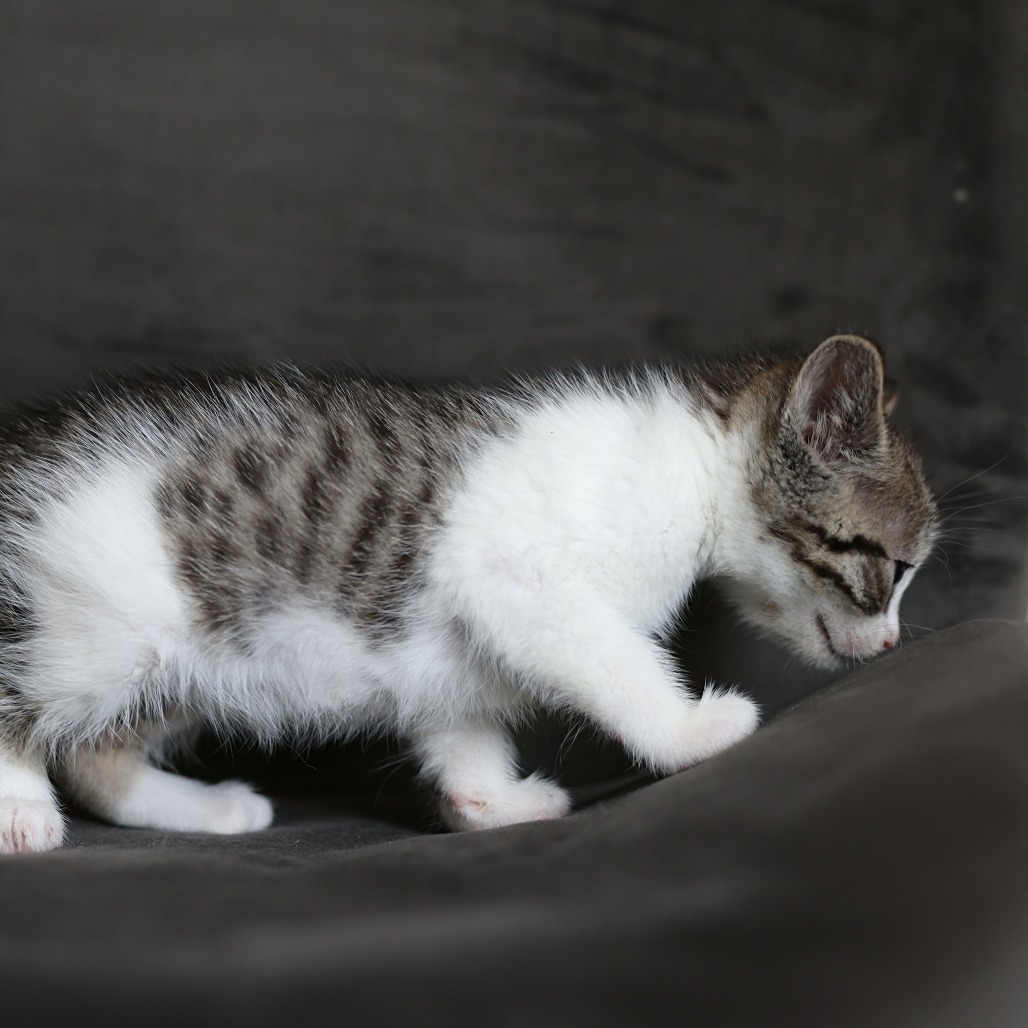 Fergus, an adoptable Domestic Short Hair in Calgary, AB, T3C 1W4 | Photo Image 3