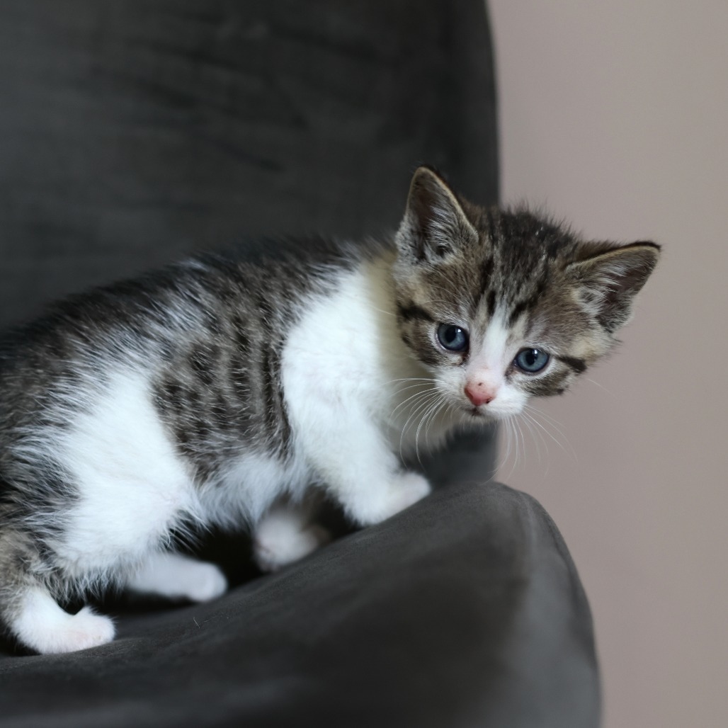 Fergus