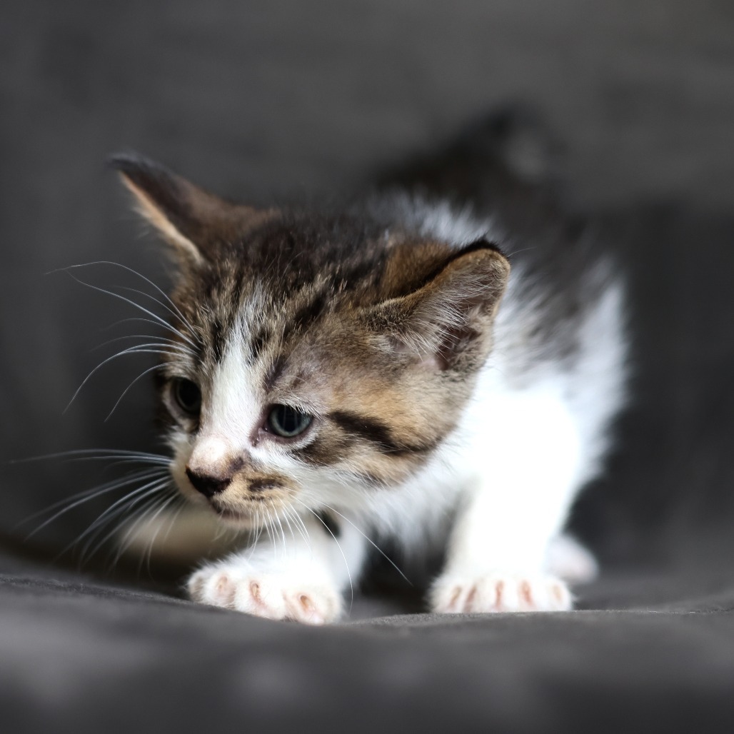 Finbar