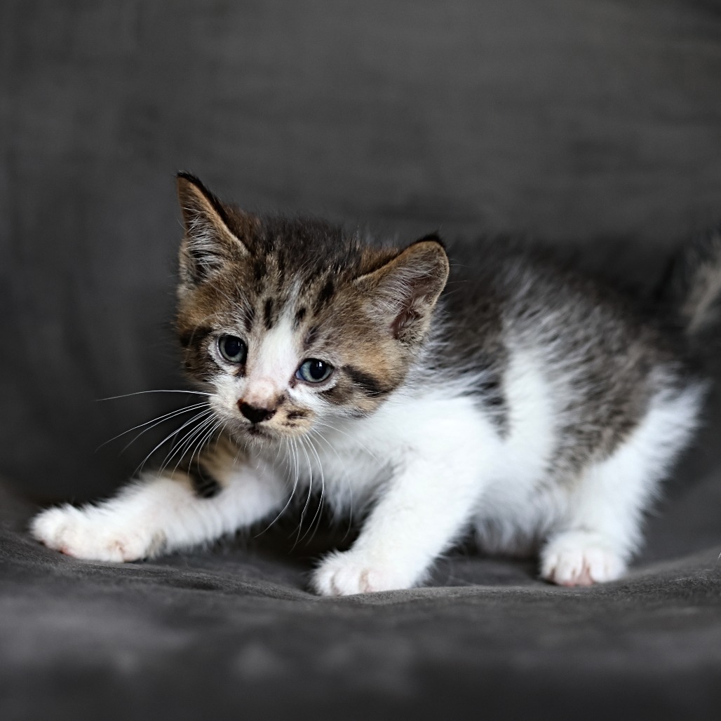 Finbar