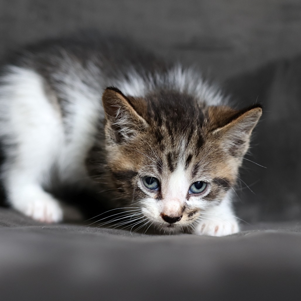 Finbar