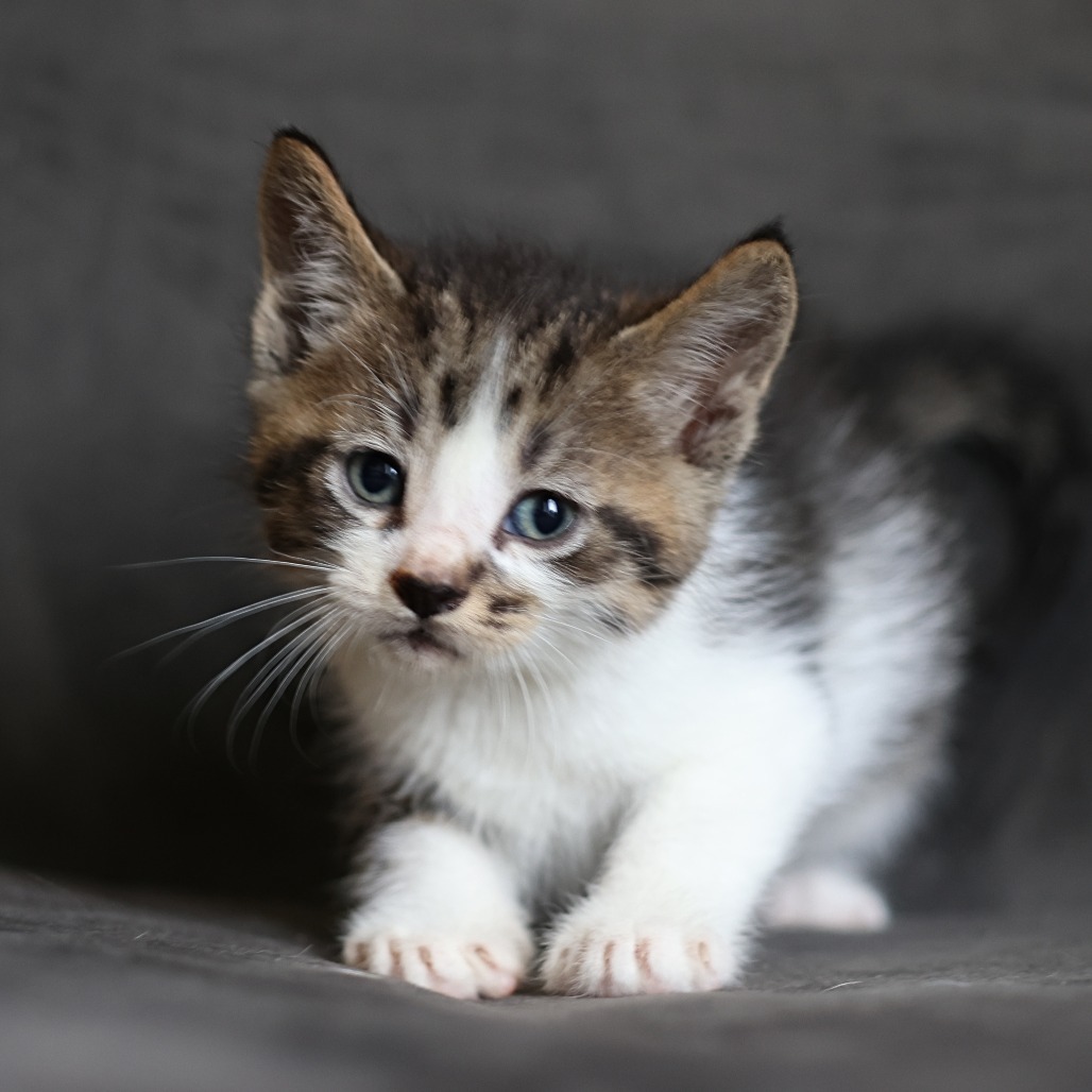 Finbar