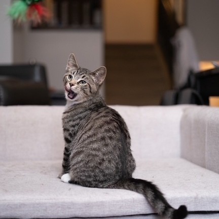 Freddie, an adoptable Domestic Short Hair in Calgary, AB, T3C 1W4 | Photo Image 1