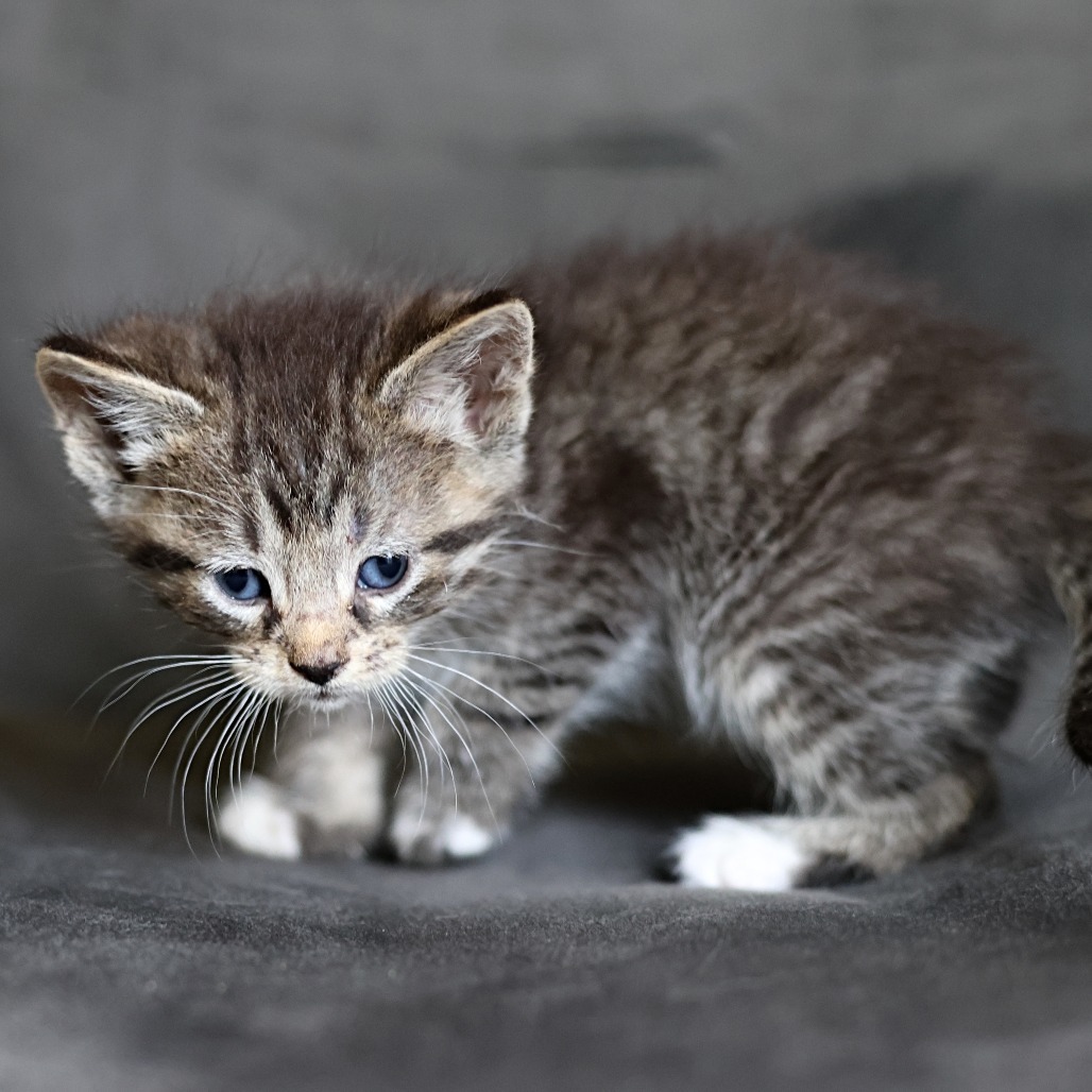 Freddie, an adoptable Domestic Short Hair in Calgary, AB, T3C 1W4 | Photo Image 2