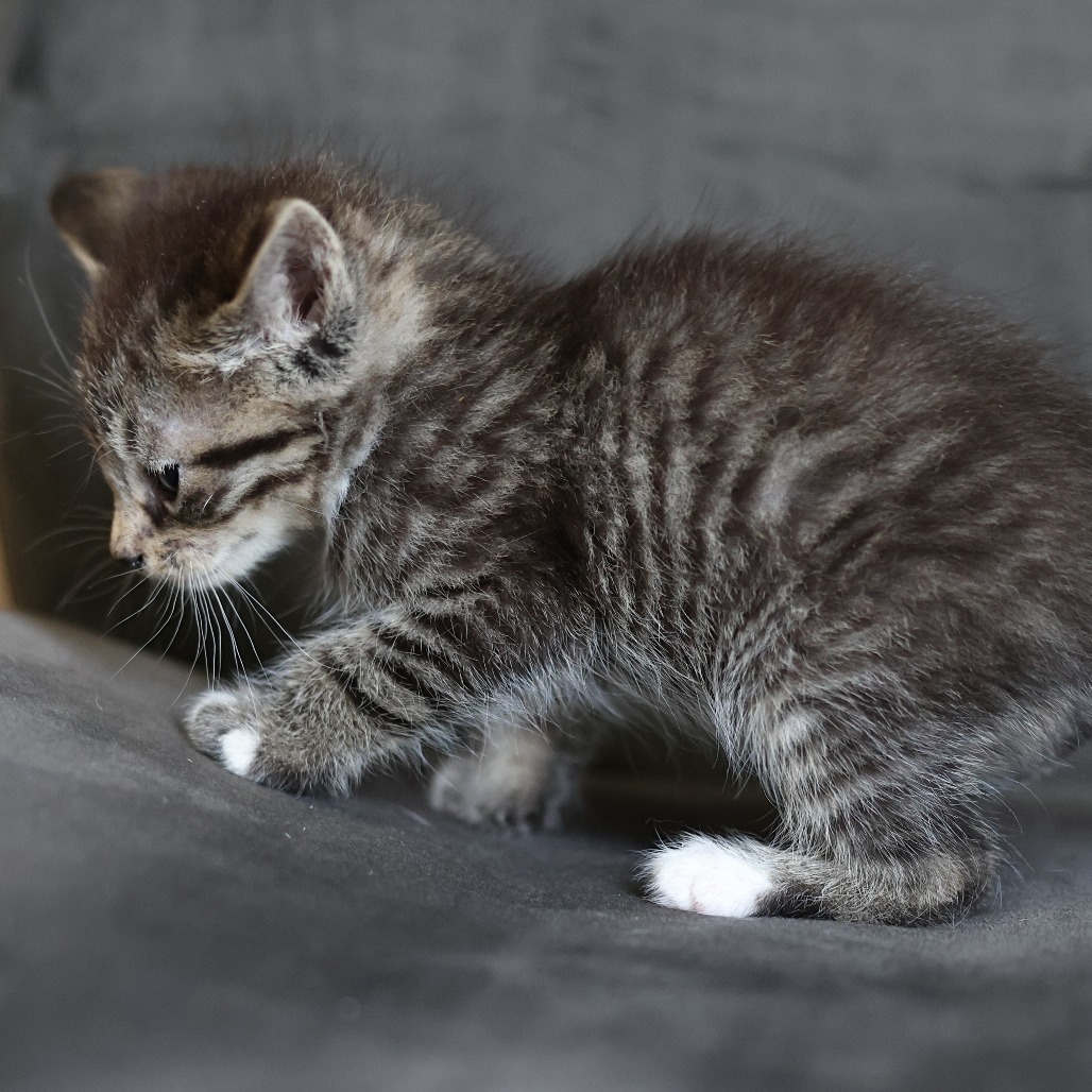 Freddie, an adoptable Domestic Short Hair in Calgary, AB, T3C 1W4 | Photo Image 3