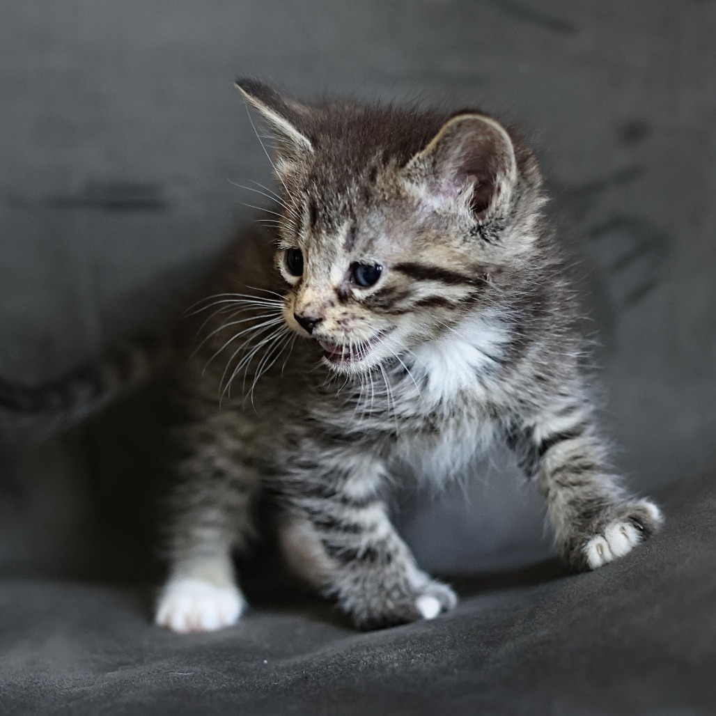 Freddie, an adoptable Domestic Short Hair in Calgary, AB, T3C 1W4 | Photo Image 4