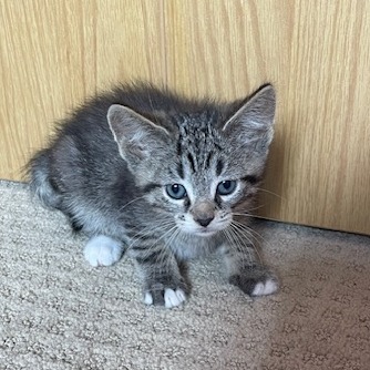 Freddie, an adoptable Domestic Short Hair in Calgary, AB, T3C 1W4 | Photo Image 5