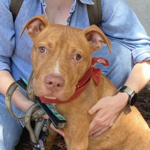 Million Mixed Breed Dog