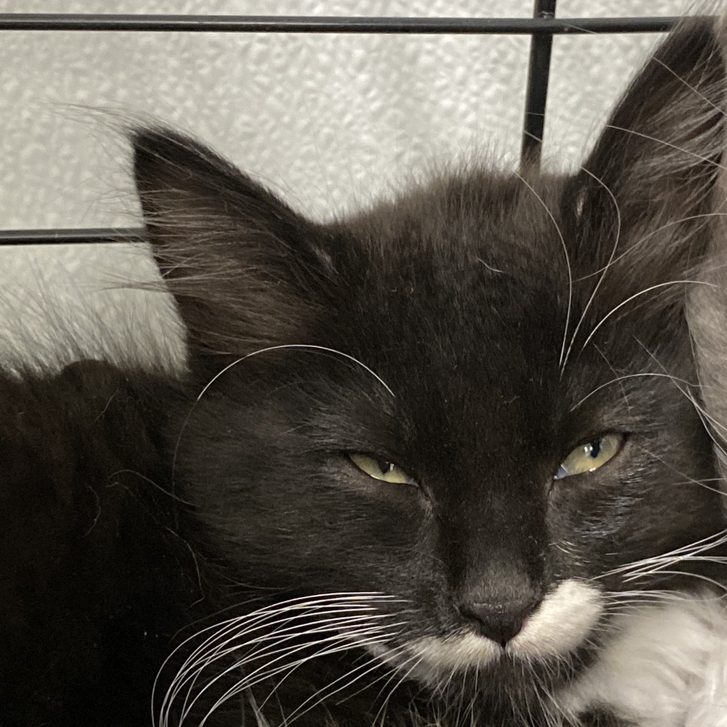 Juni, an adoptable Domestic Short Hair in Mount Shasta, CA, 96067 | Photo Image 1
