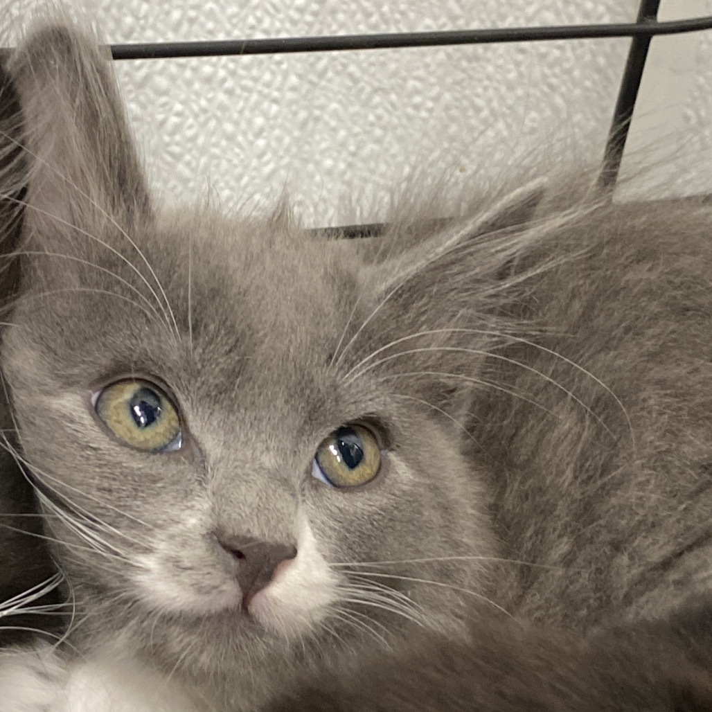 Rumi, an adoptable Domestic Short Hair in Mount Shasta, CA, 96067 | Photo Image 1