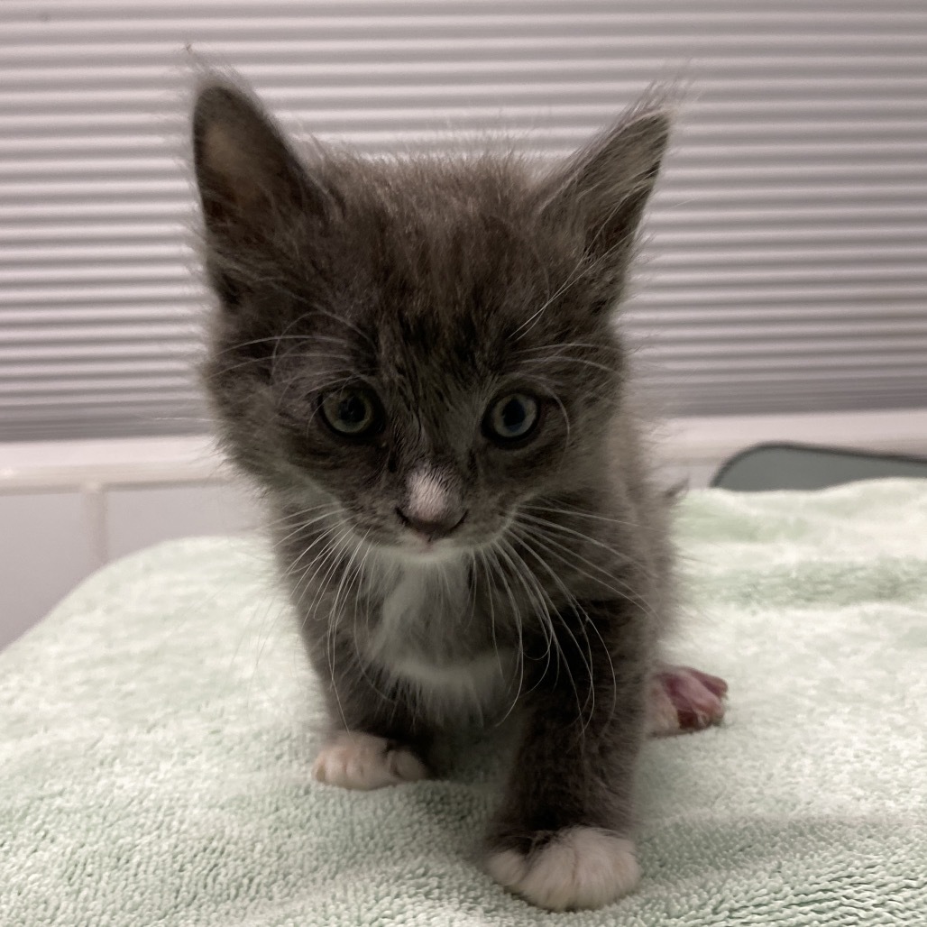 Ollie, an adoptable Domestic Short Hair in Mount Shasta, CA, 96067 | Photo Image 1