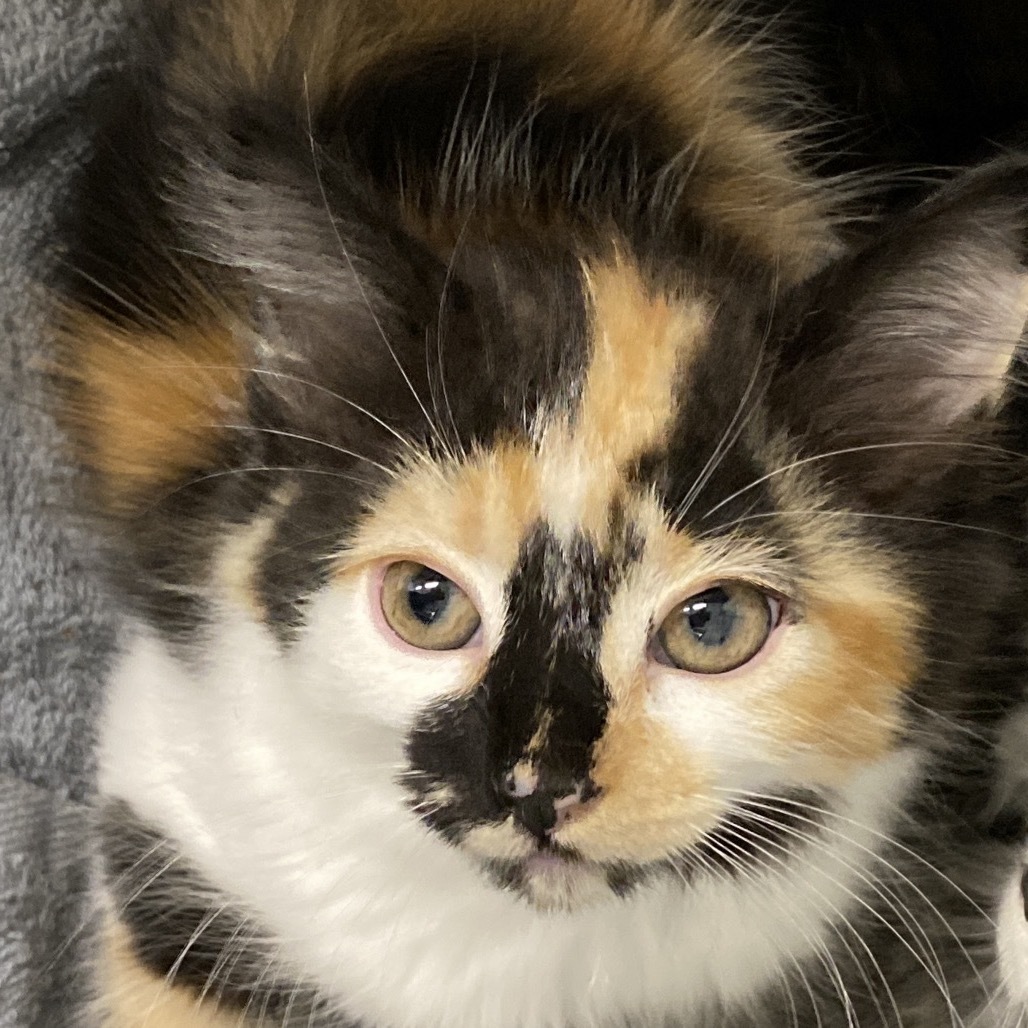Fig, an adoptable Domestic Short Hair in Mount Shasta, CA, 96067 | Photo Image 1