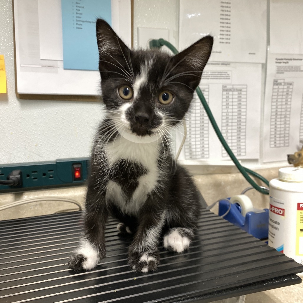 Pax, an adoptable Domestic Short Hair in Mount Shasta, CA, 96067 | Photo Image 1