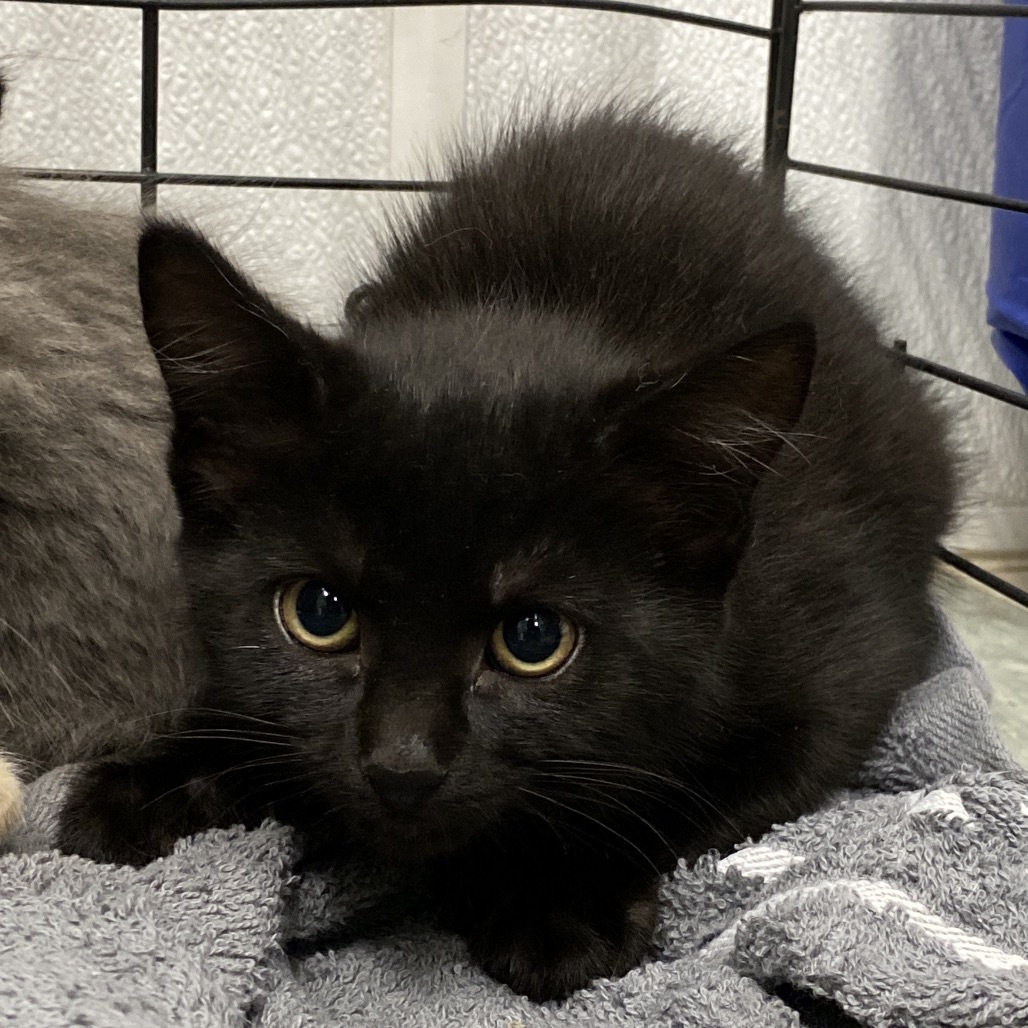 Izzy, an adoptable Domestic Short Hair in Mount Shasta, CA, 96067 | Photo Image 1