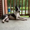 Lily photo 1