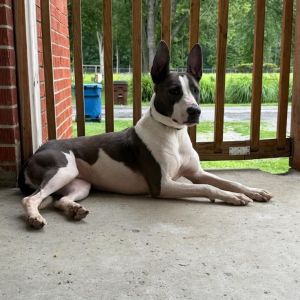 Lily, Adult Female unknown